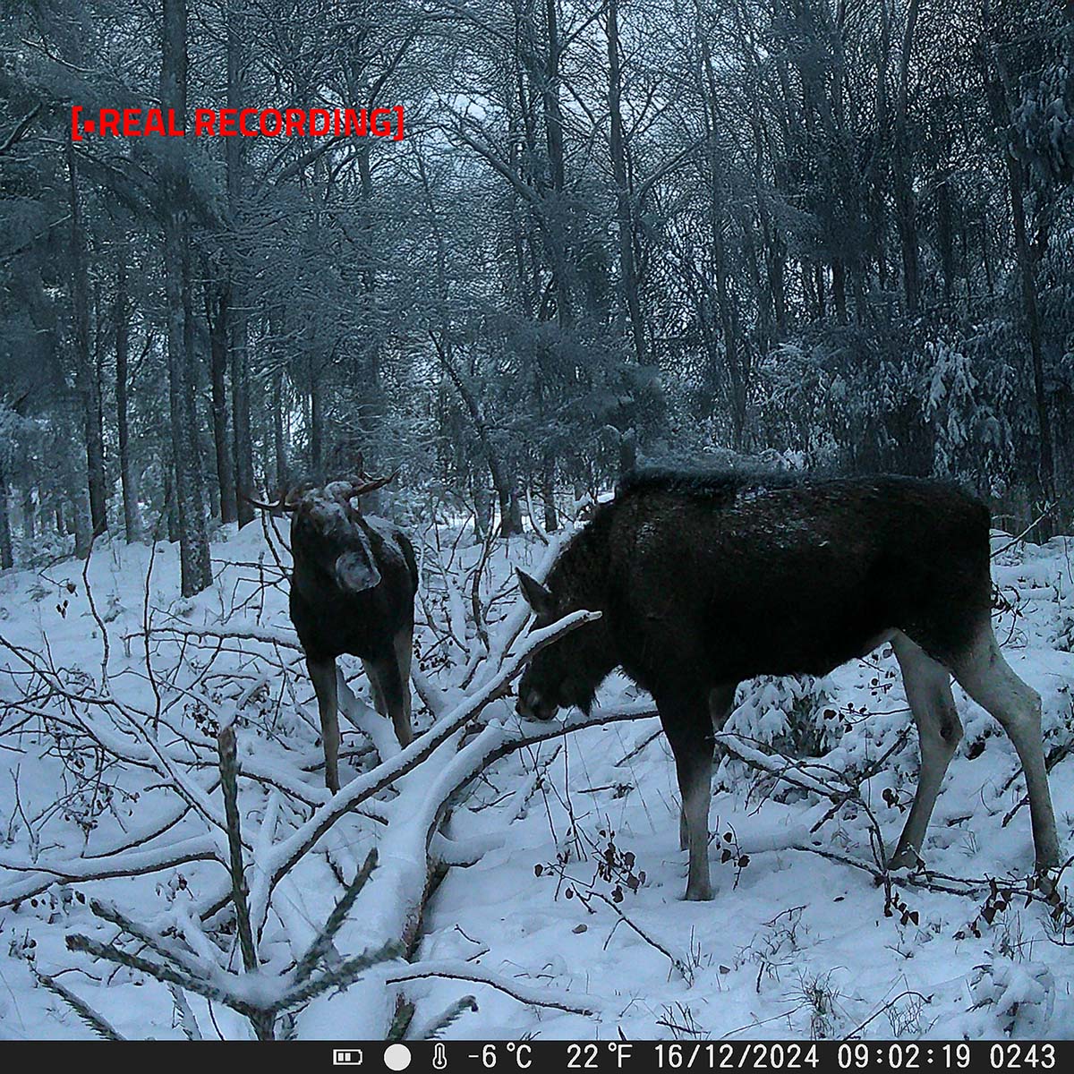 Wildcamera | 4K@10fps | 50 MPixel | 5 MPixel CMOS | IP65 | Zwart No-Glow IR | Nachtzicht | Kijkhoek: 60 ° | Bewegingssensor | Detectiehoek: 130 ° | Detectiebereik: 20 m | Schermdiagonaal: 2.40 " | LCD-Scherm | Bruin / Groen - Afbeelding 8